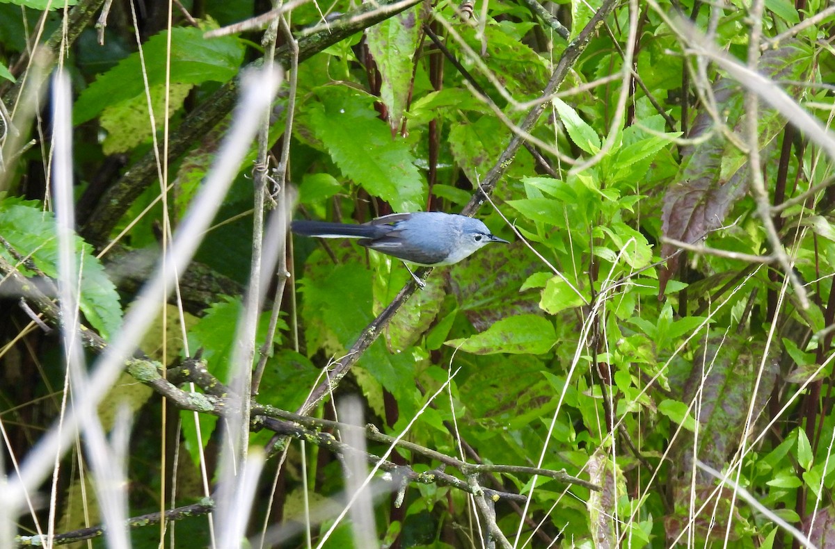 Blue-gray Gnatcatcher - ML620517513