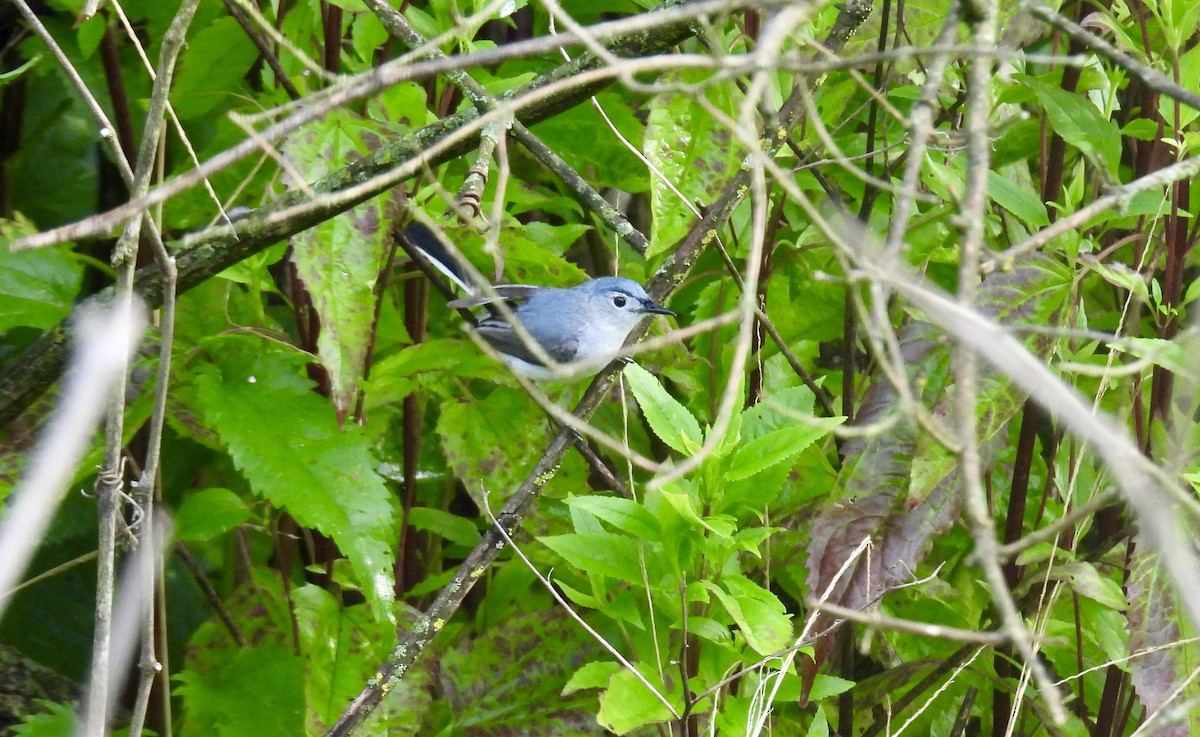 Blue-gray Gnatcatcher - ML620517514