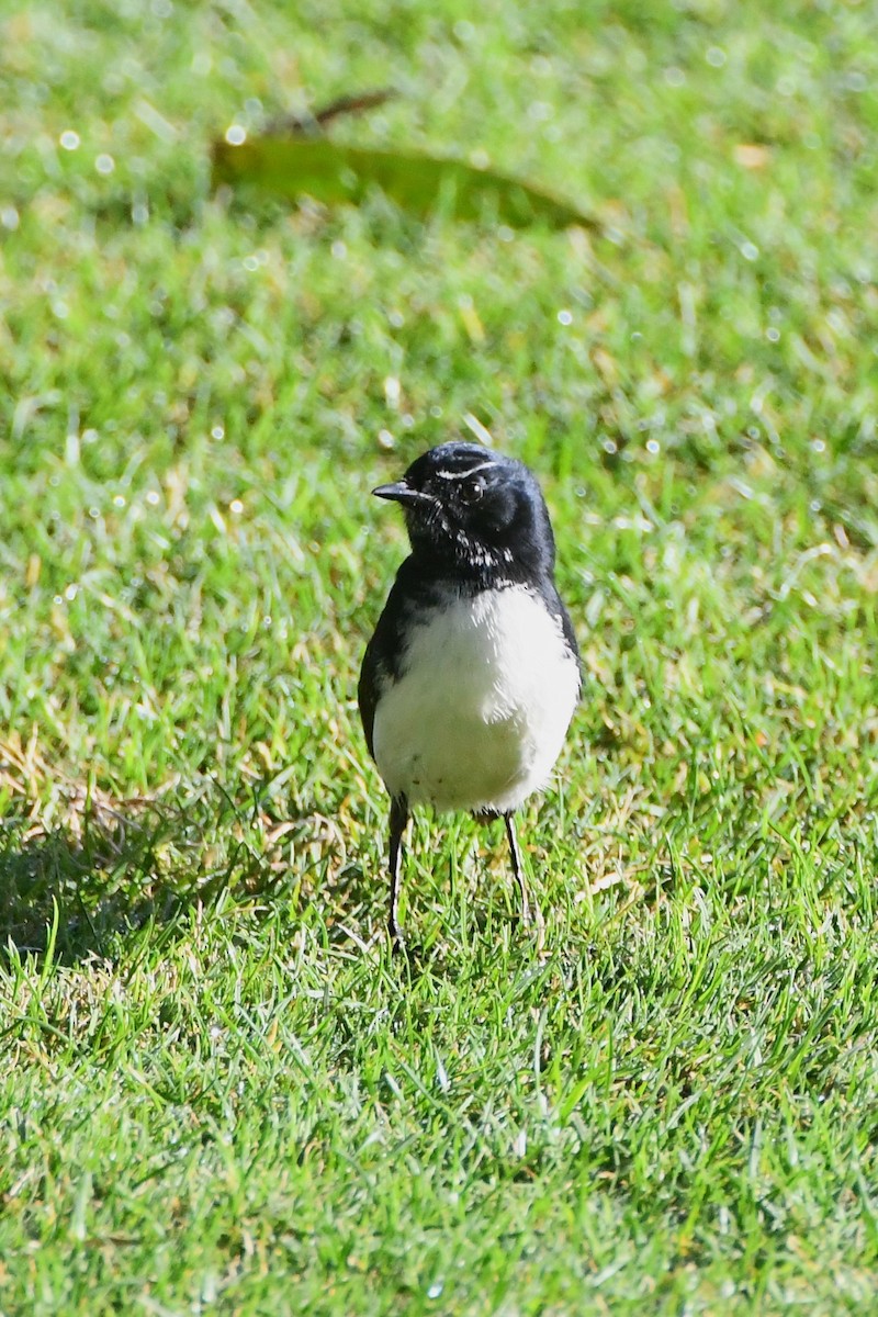 Willie-wagtail - Michael Louey
