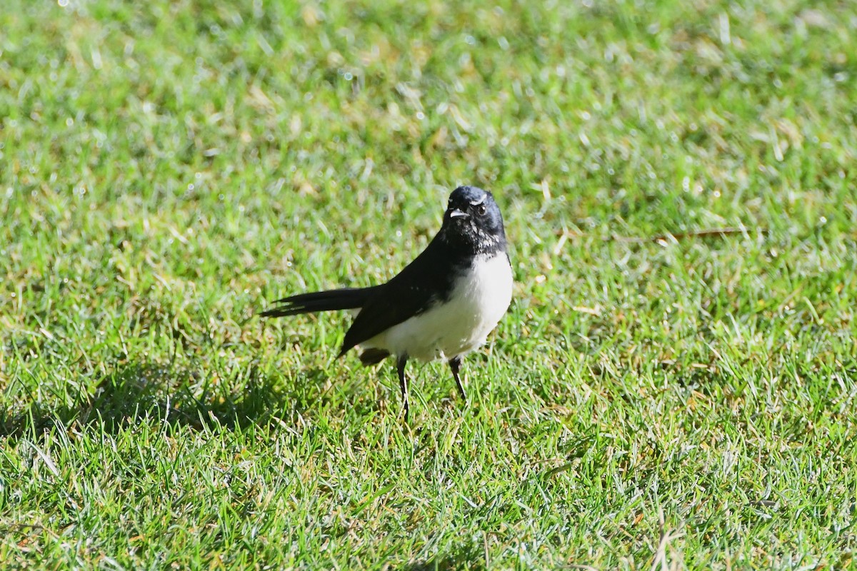 Willie-wagtail - Michael Louey