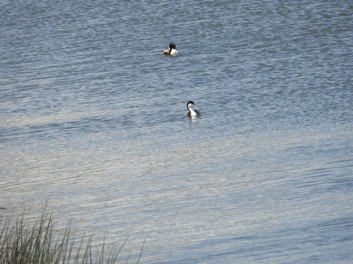 Western Grebe - ML620517519