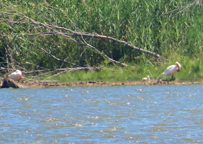 Trumpeter Swan - ML620517520