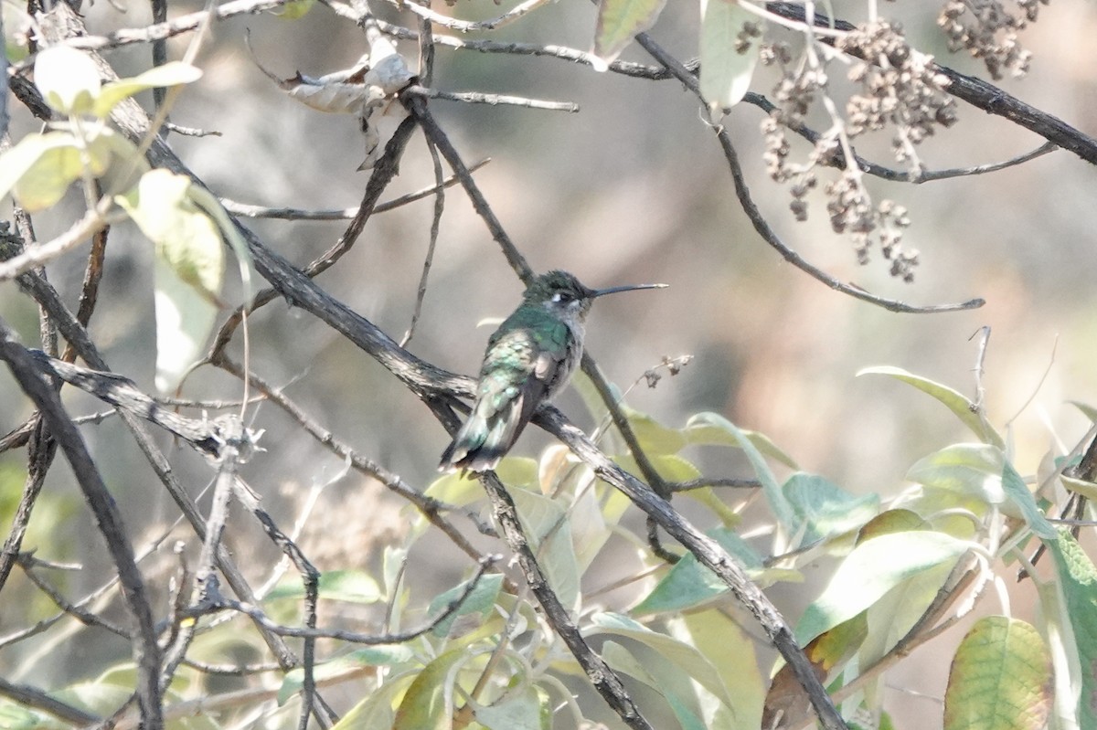 kolibřík skvostný - ML620517527
