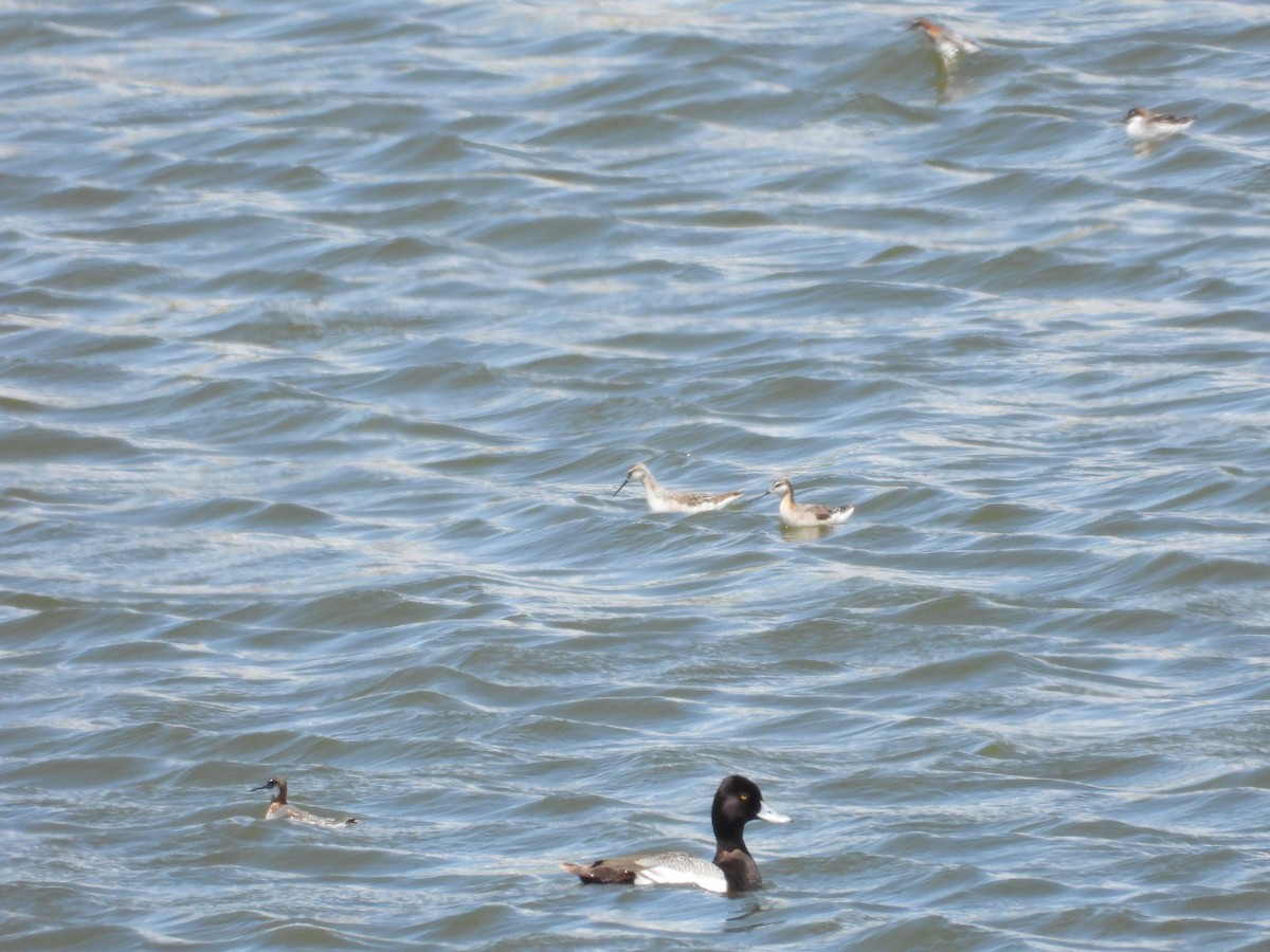 Wilson's Phalarope - ML620517532