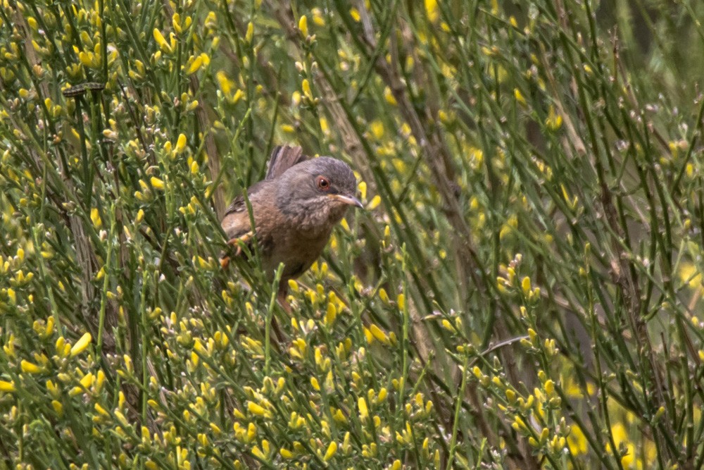 Dartford Warbler - ML620517539