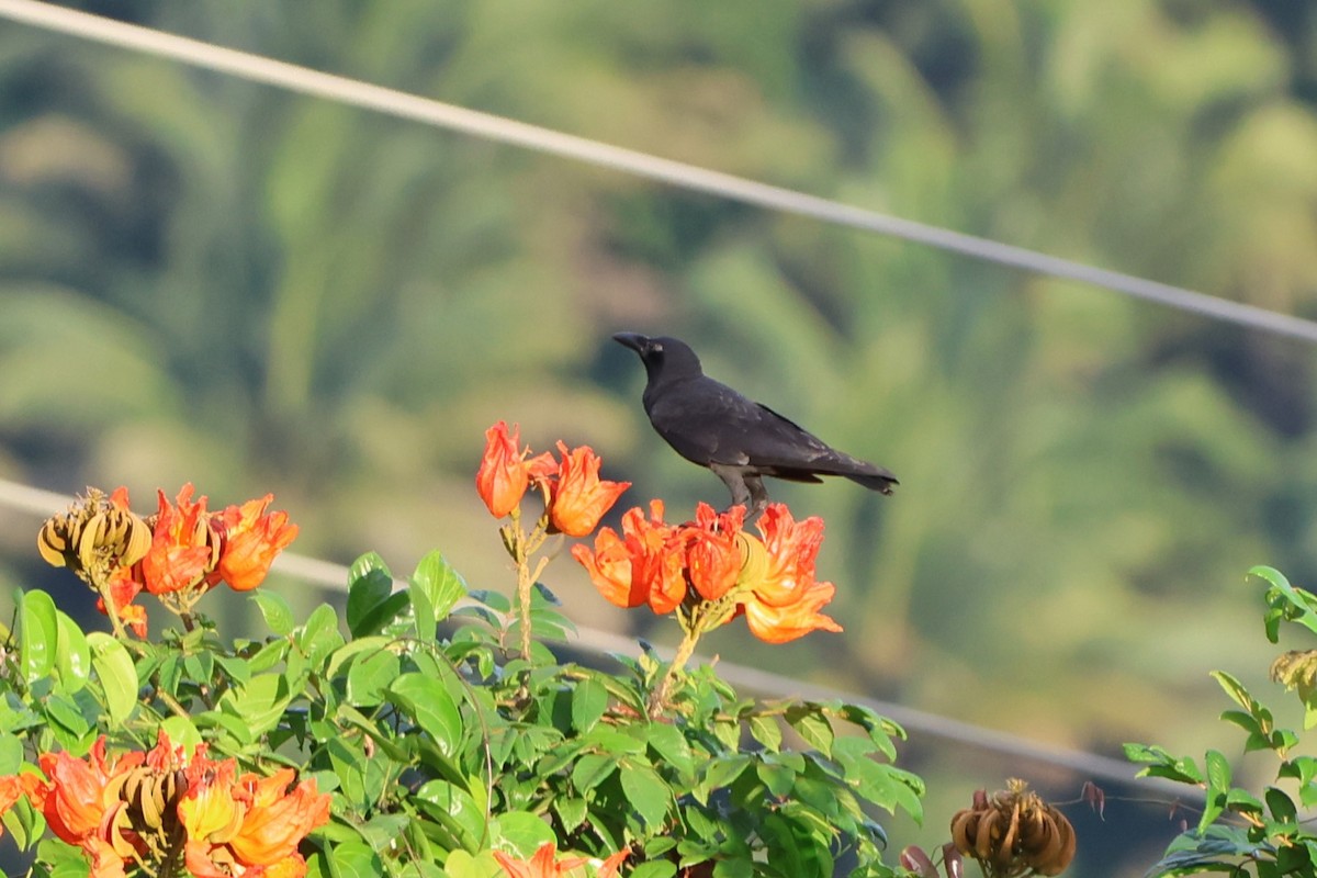 Slender-billed Crow (Sulawesi) - ML620517542