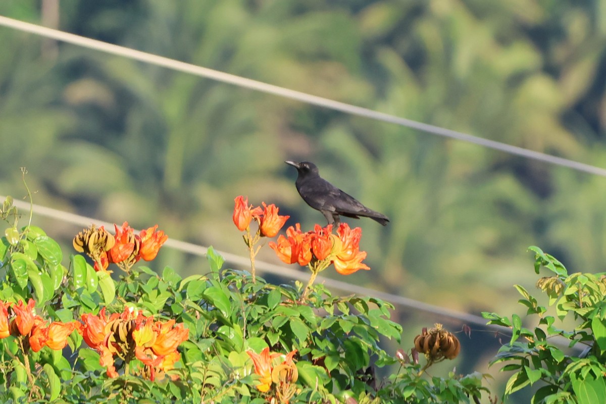 Slender-billed Crow (Sulawesi) - ML620517543