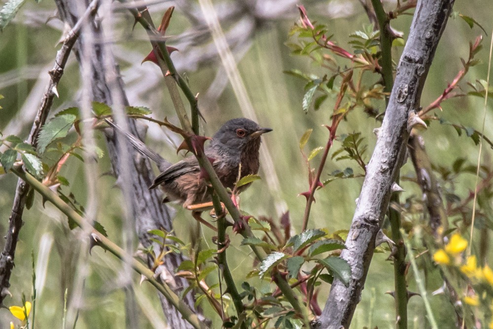 Dartford Warbler - ML620517548