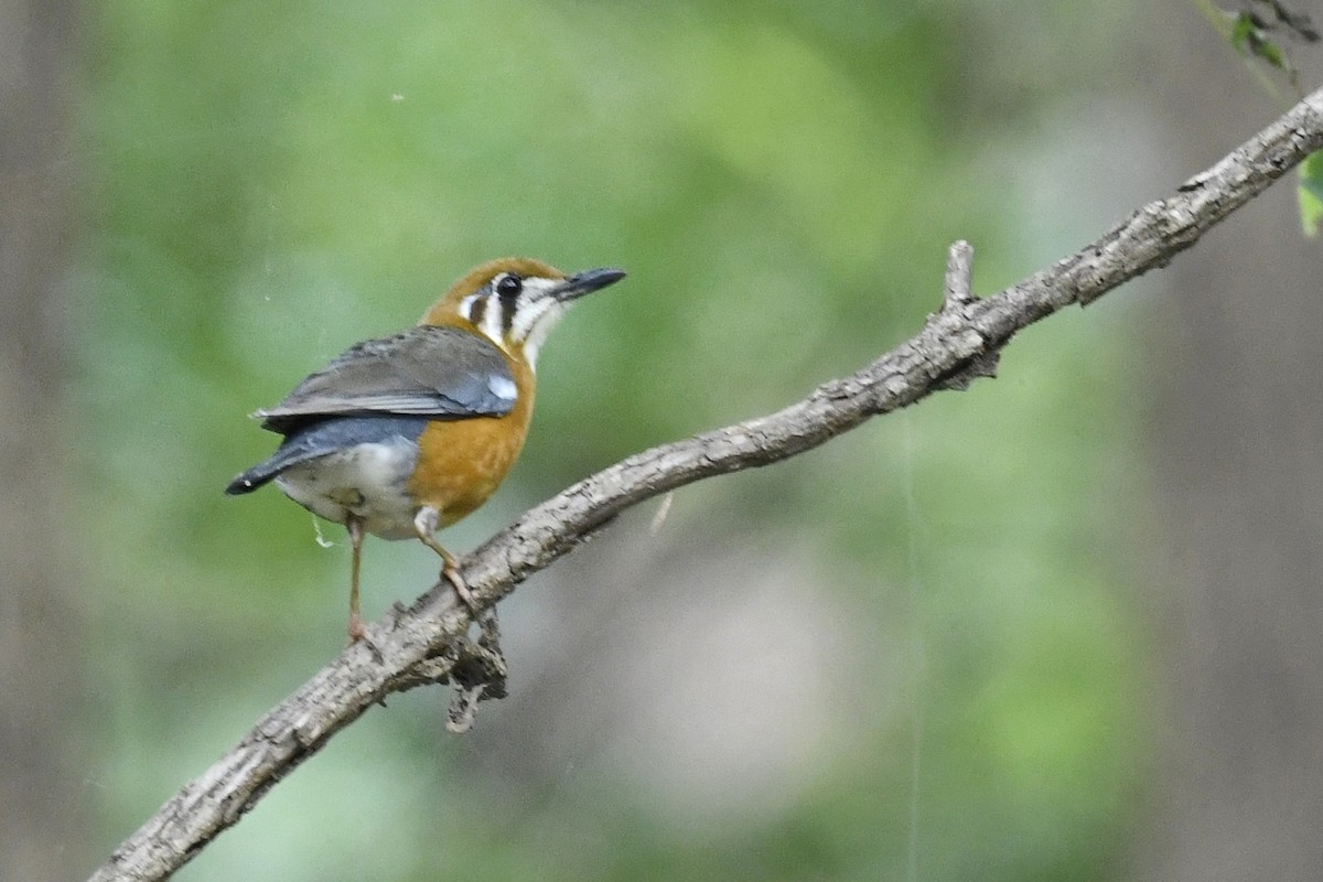 Orange-headed Thrush - ML620517549