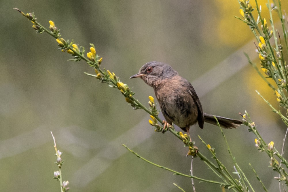 Dartford Warbler - ML620517553