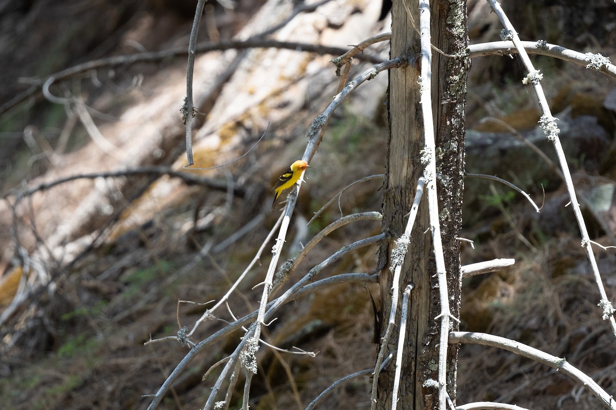 Western Tanager - ML620517554