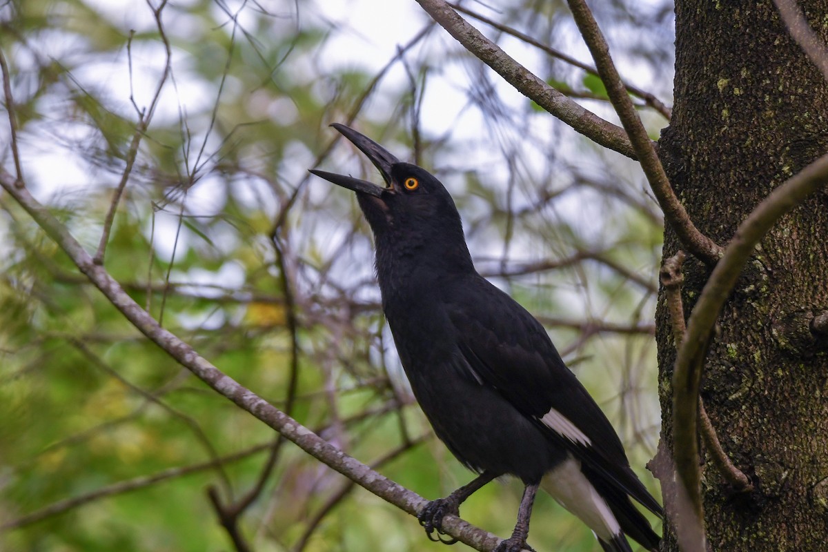 Pied Currawong - ML620517556