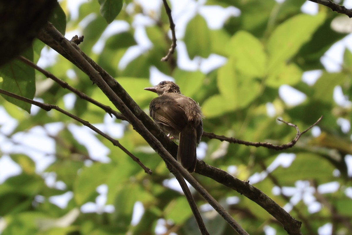 Olive-winged Bulbul - Tien Jia Yu