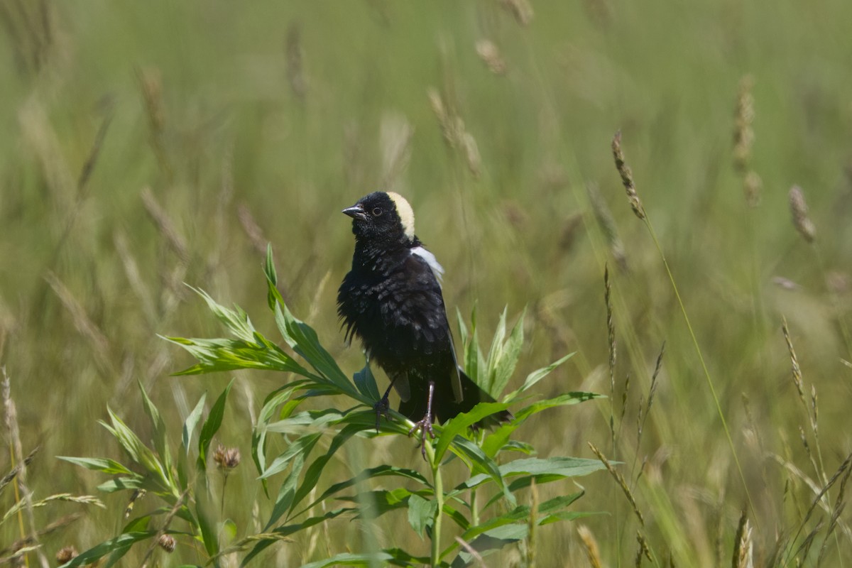 bobolink americký - ML620517561