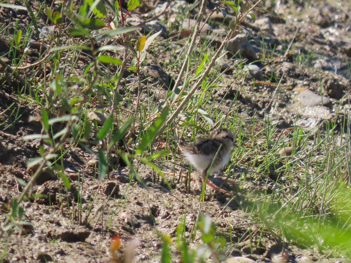 Spotted Sandpiper - ML620517566