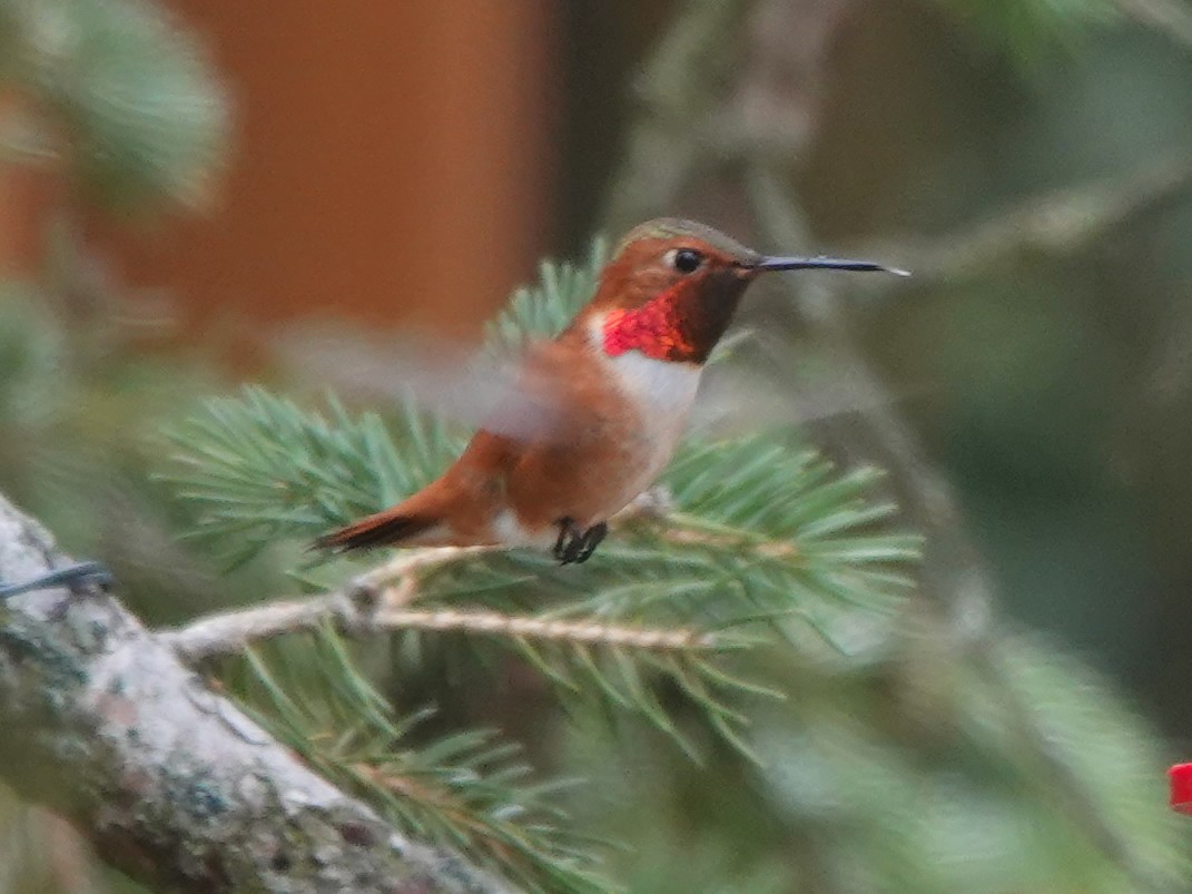 Rufous Hummingbird - ML620517572