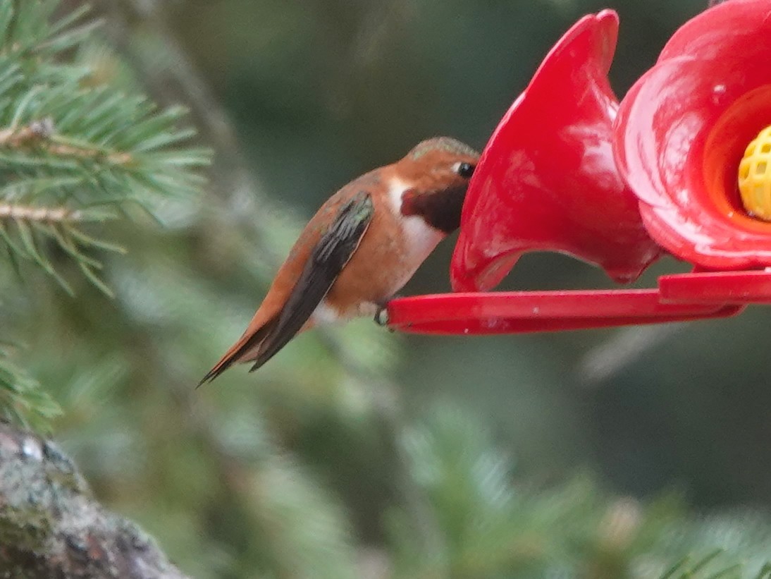Rufous Hummingbird - ML620517573