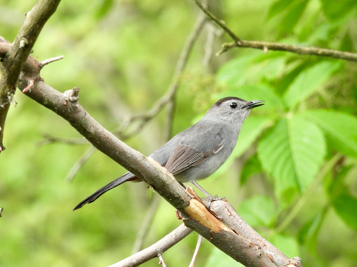 Gray Catbird - ML620517577