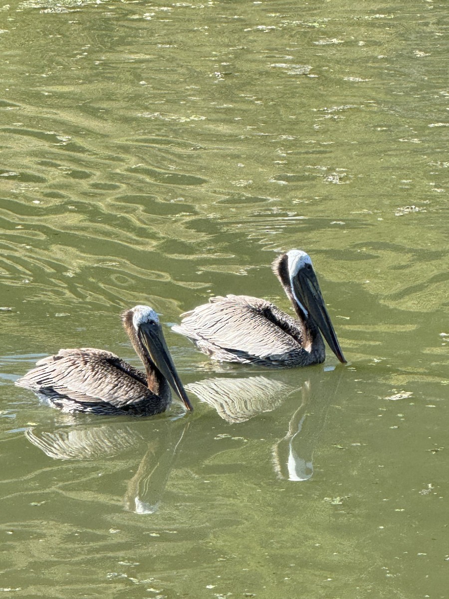 Brown Pelican - ML620517579