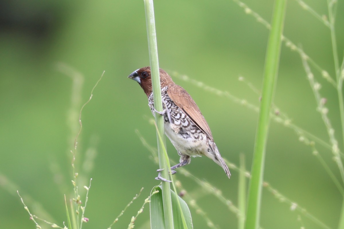 Scaly-breasted Munia - ML620517589