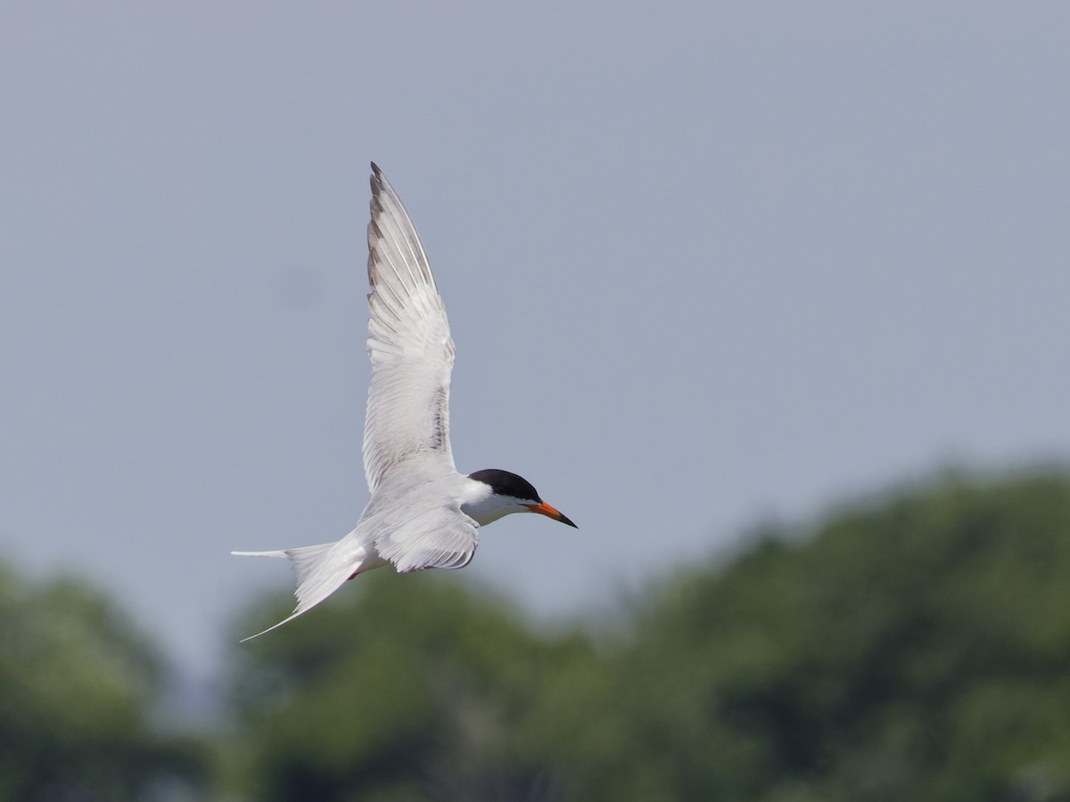 Forster's Tern - ML620517603