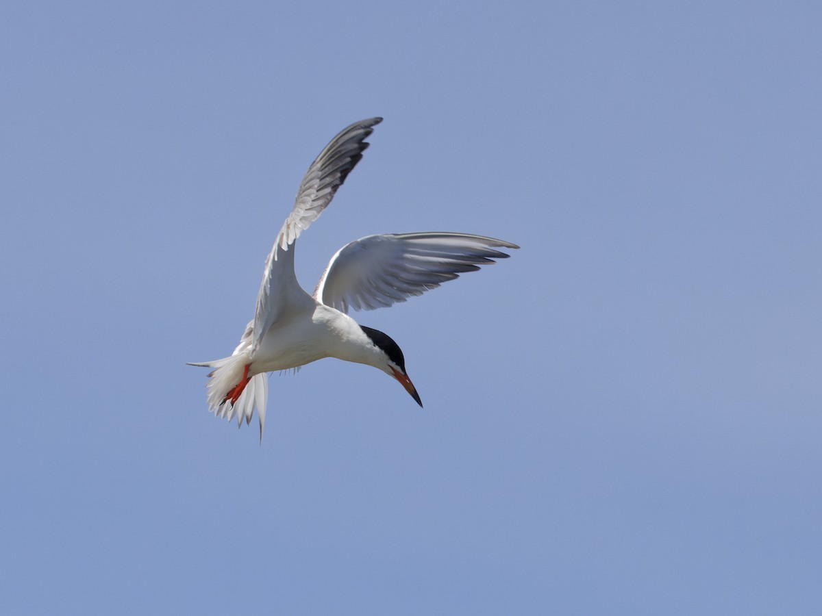 Forster's Tern - Angus Wilson