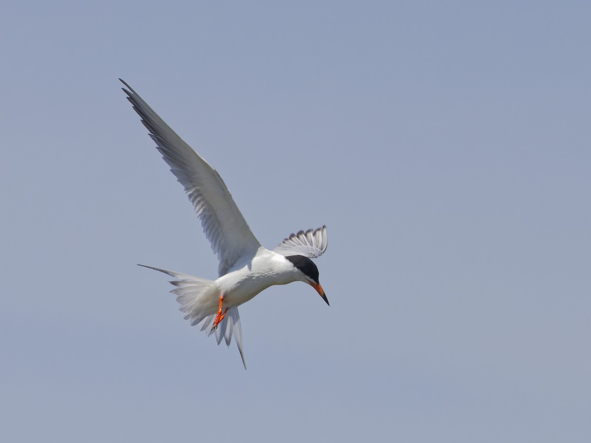 Forster's Tern - ML620517607