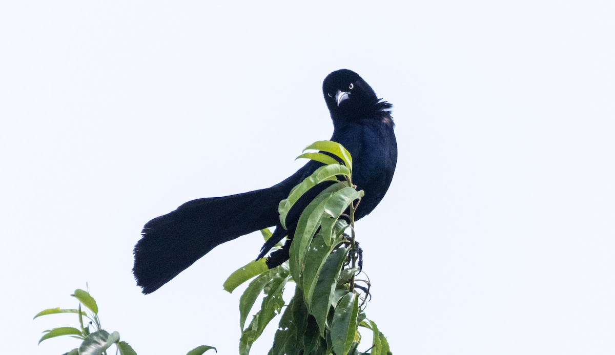 Boat-tailed Grackle - ML620517610