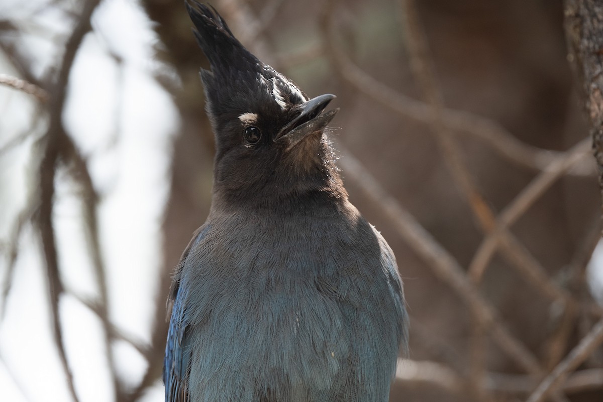 Steller's Jay - ML620517618