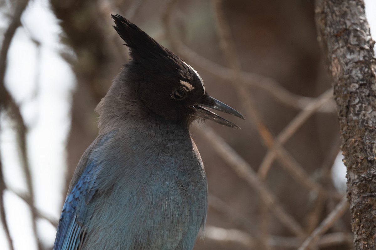 Steller's Jay - ML620517619