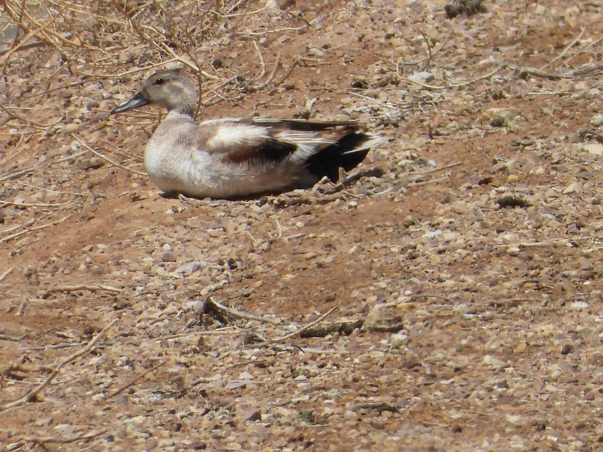 tanımsız ördek (Anatinae sp.) - ML620517622