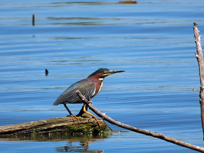 Green Heron - Nancy Anderson