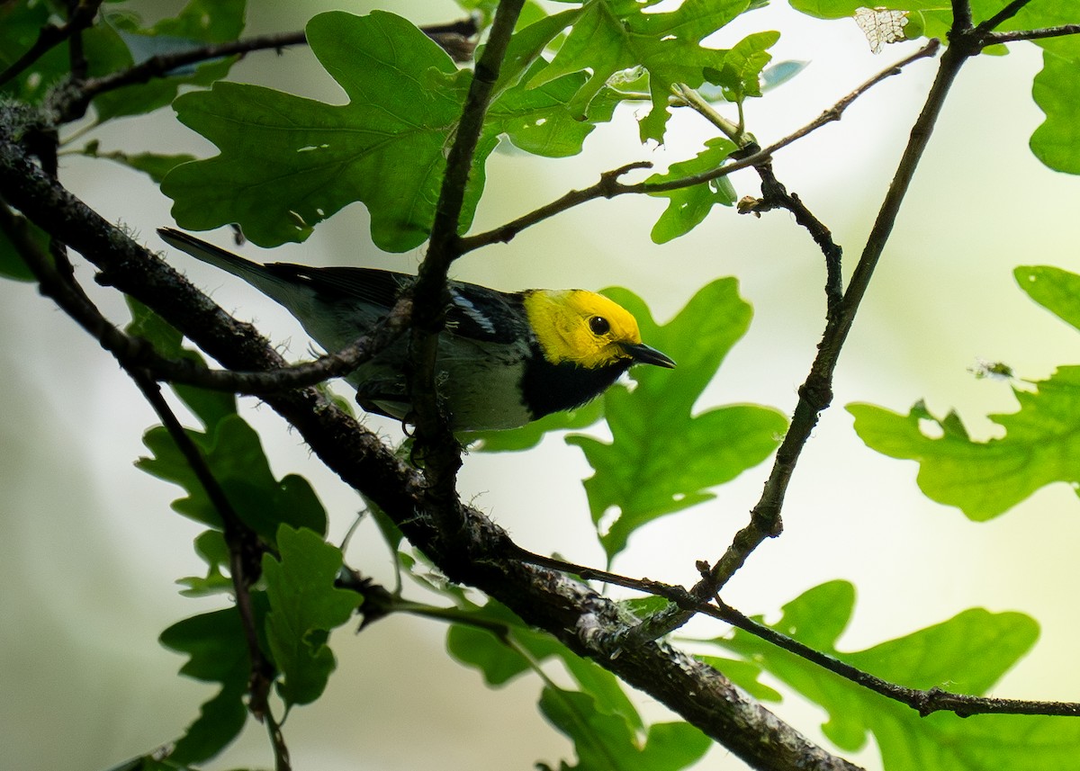 Paruline à tête jaune - ML620517625