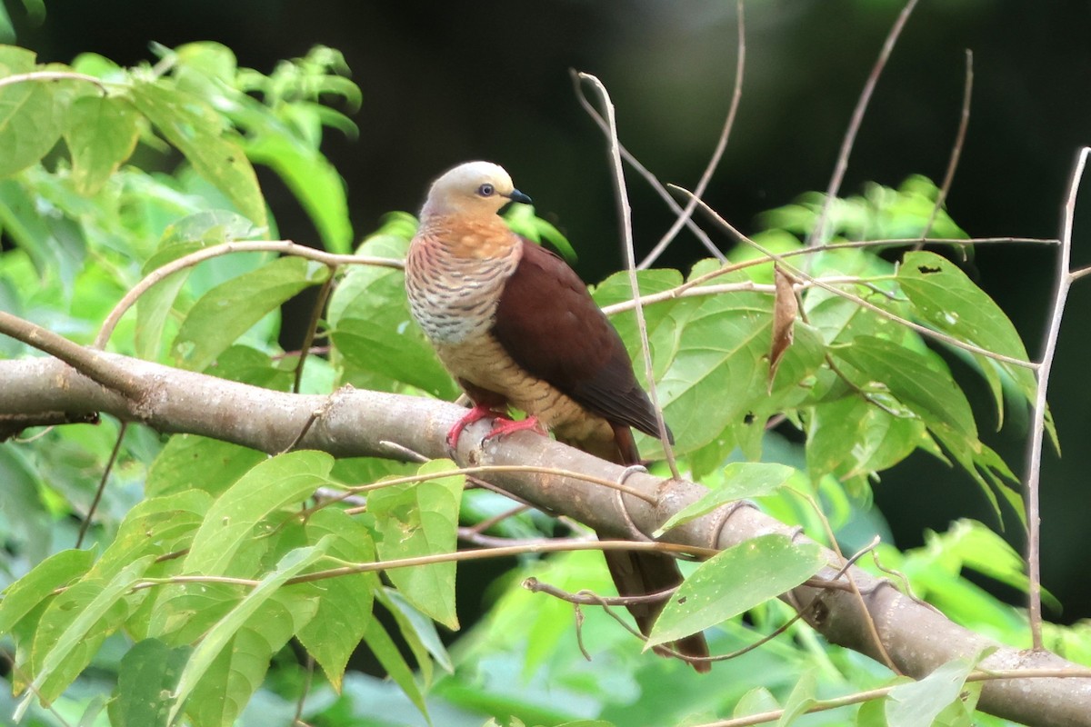 Sultan's Cuckoo-Dove (Sulawesi) - ML620517628