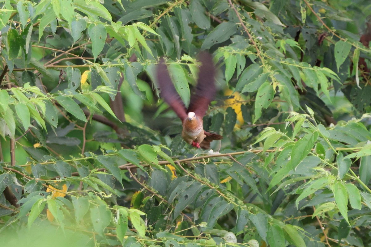 Sultan's Cuckoo-Dove (Sulawesi) - ML620517629