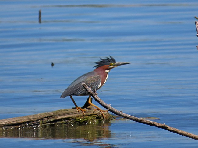 Green Heron - ML620517635