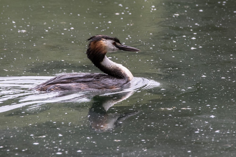 Great Crested Grebe - ML620517637