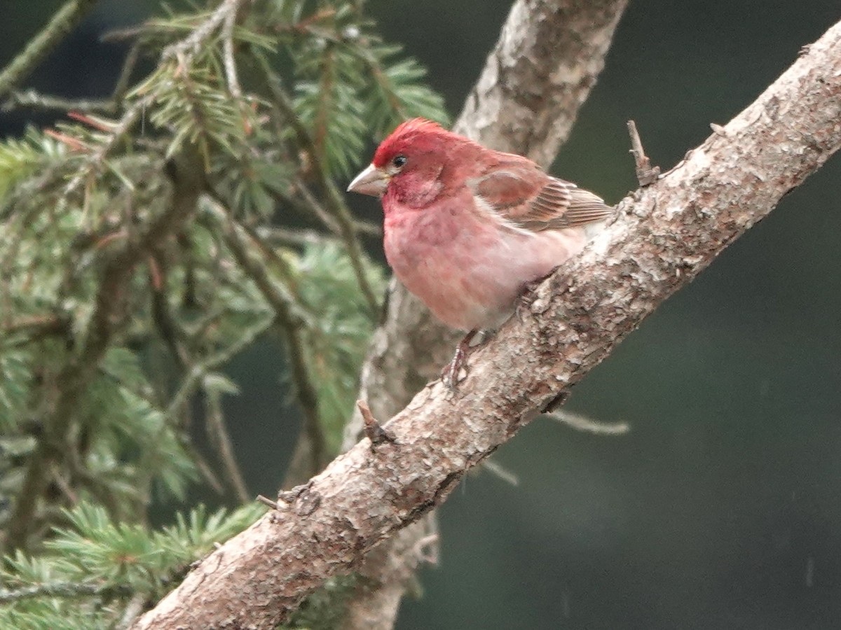 Purple Finch - ML620517639