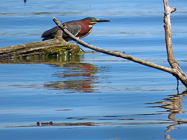 Green Heron - Nancy Anderson