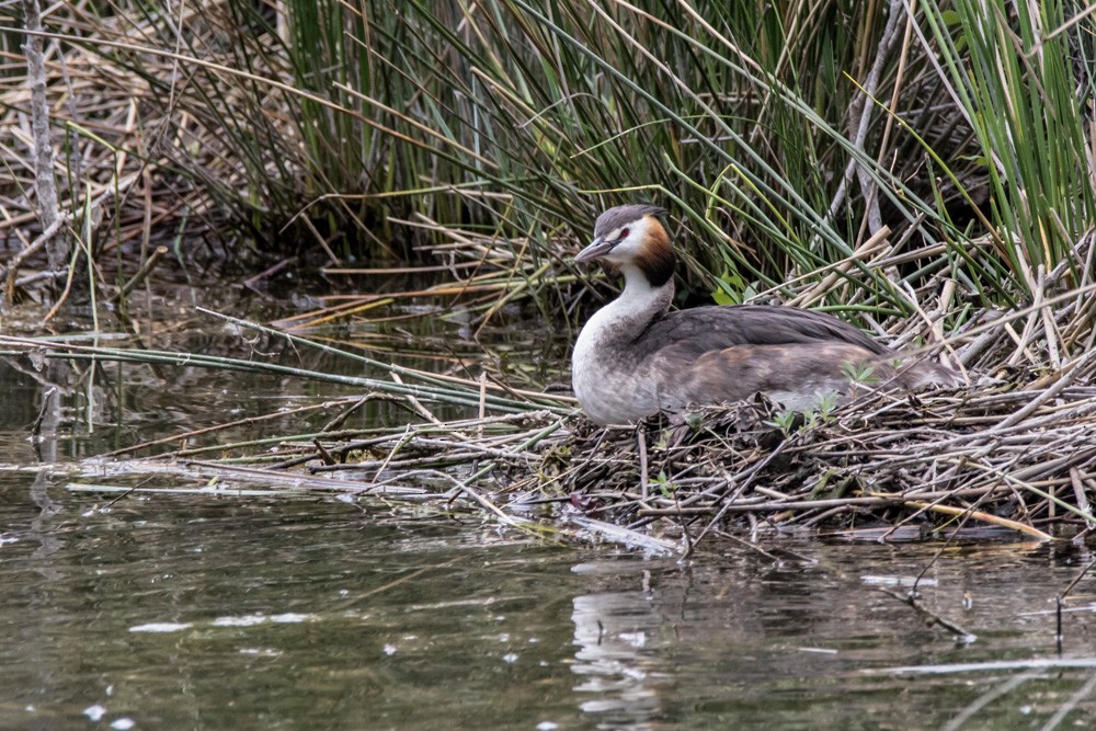 Great Crested Grebe - ML620517643