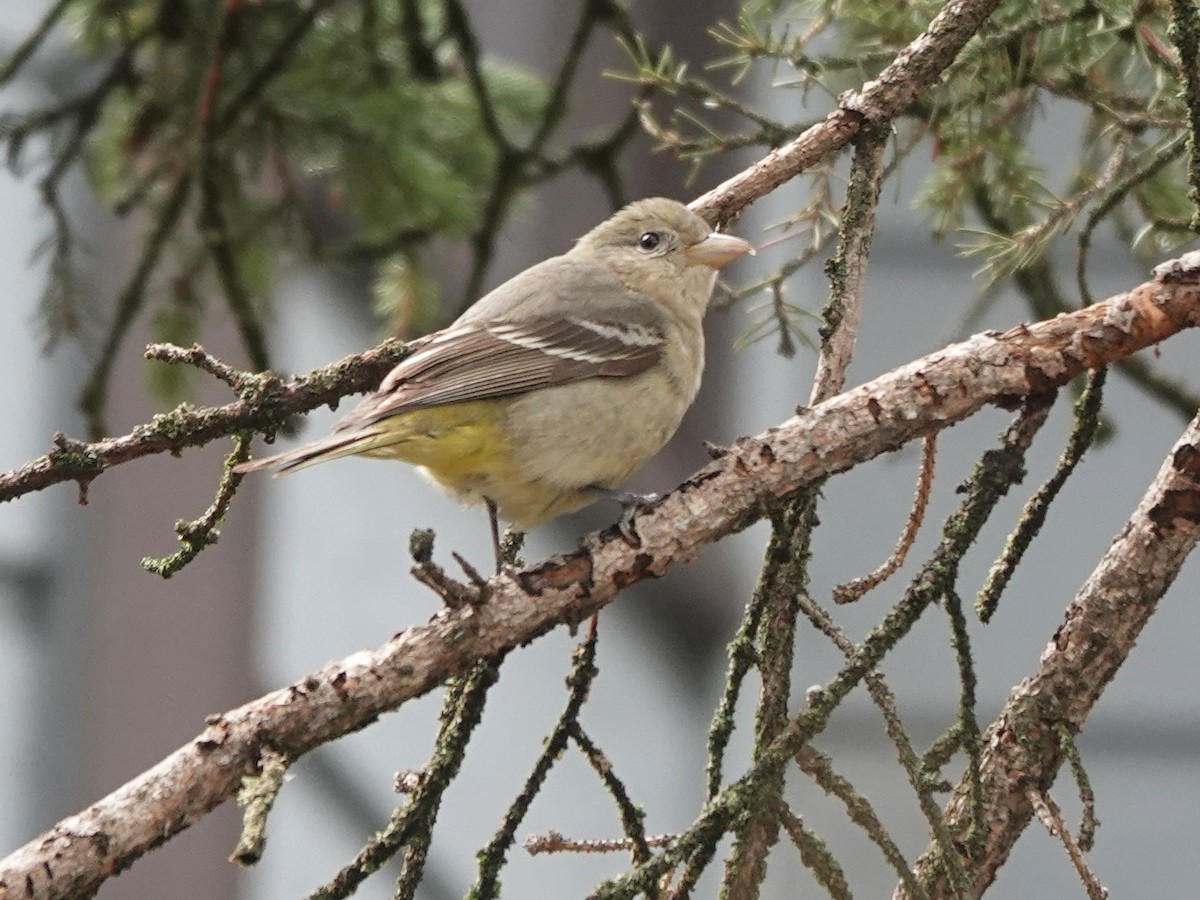 Western Tanager - ML620517646