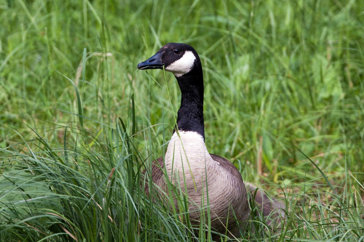 Canada Goose - ML620517649