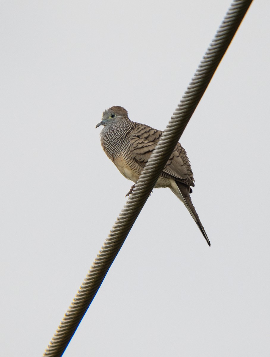 Zebra Dove - ML620517651