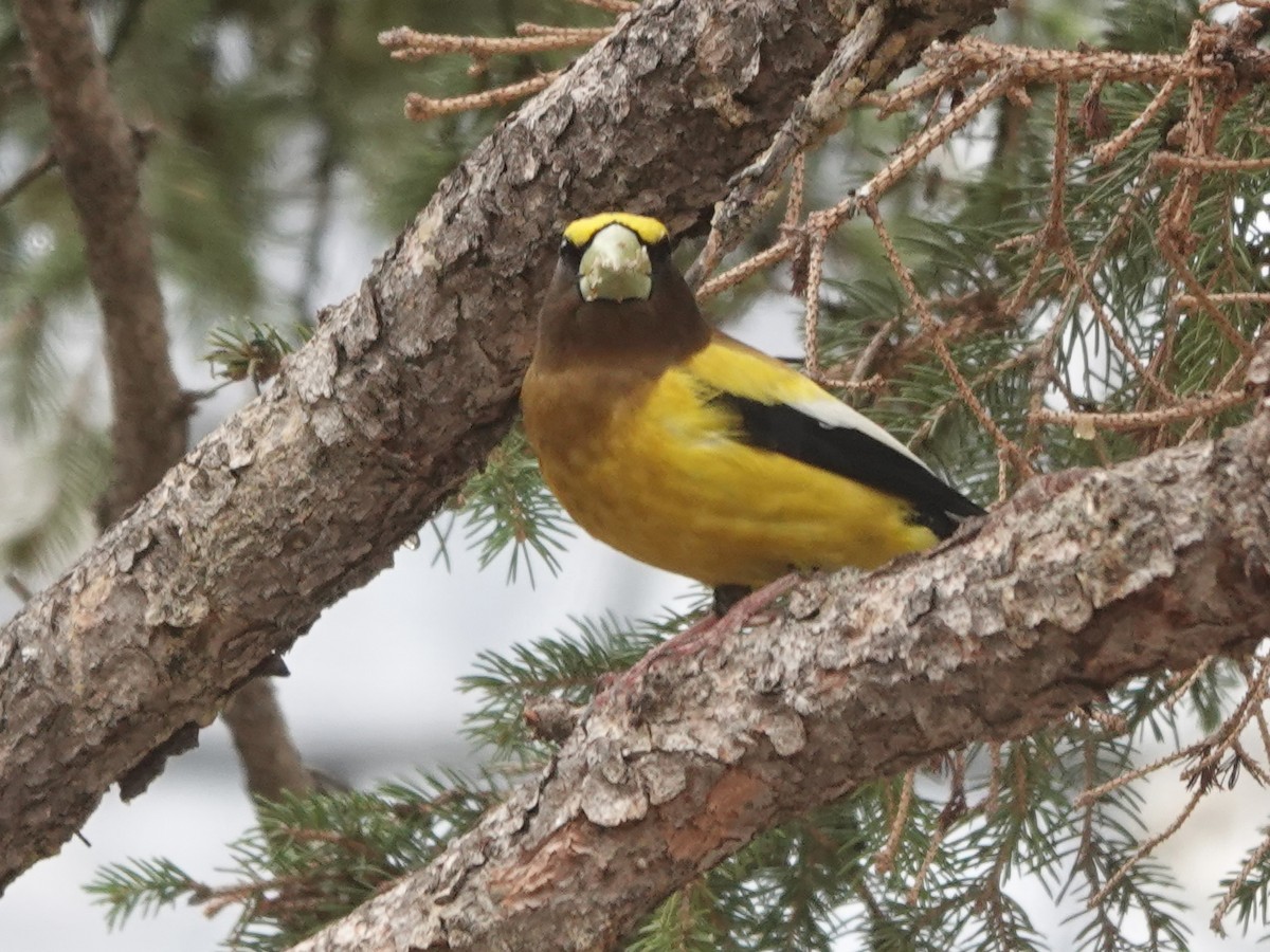 Evening Grosbeak - ML620517654