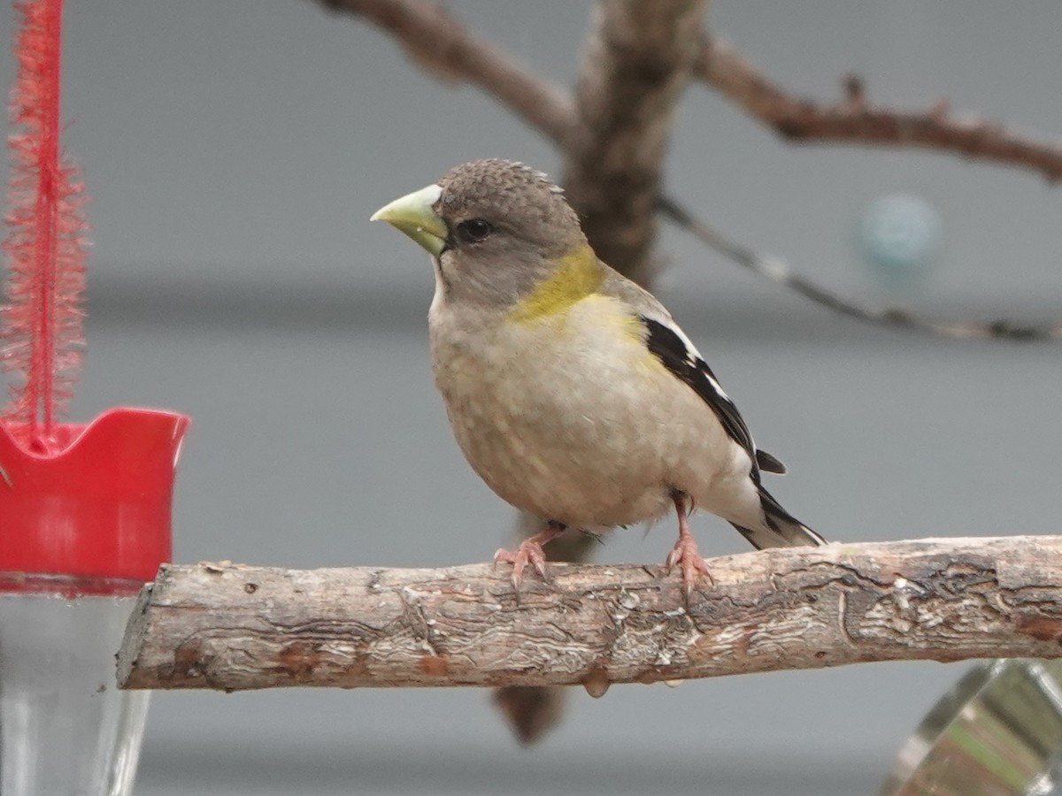 Evening Grosbeak - ML620517655