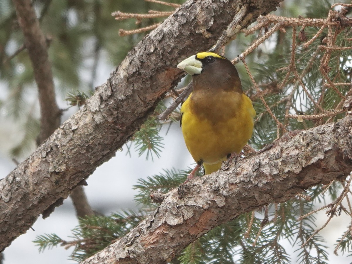 Evening Grosbeak - ML620517657