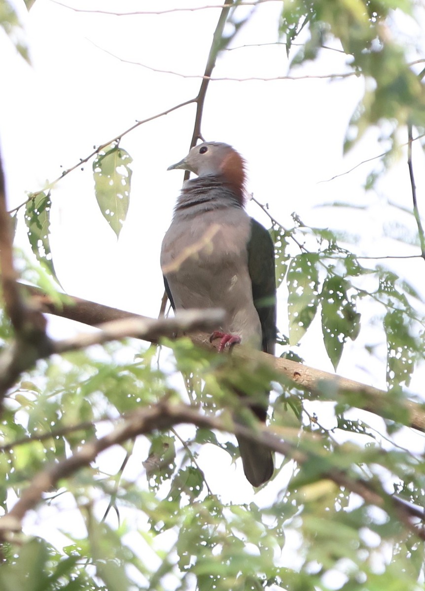 Green Imperial-Pigeon (Rufous-naped) - ML620517662