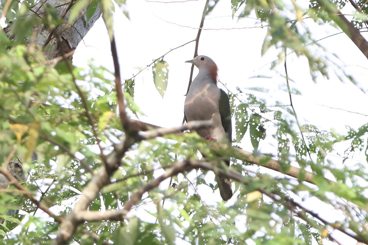 Green Imperial-Pigeon (Rufous-naped) - ML620517663