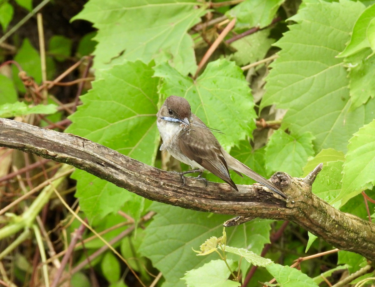 Eastern Phoebe - ML620517665