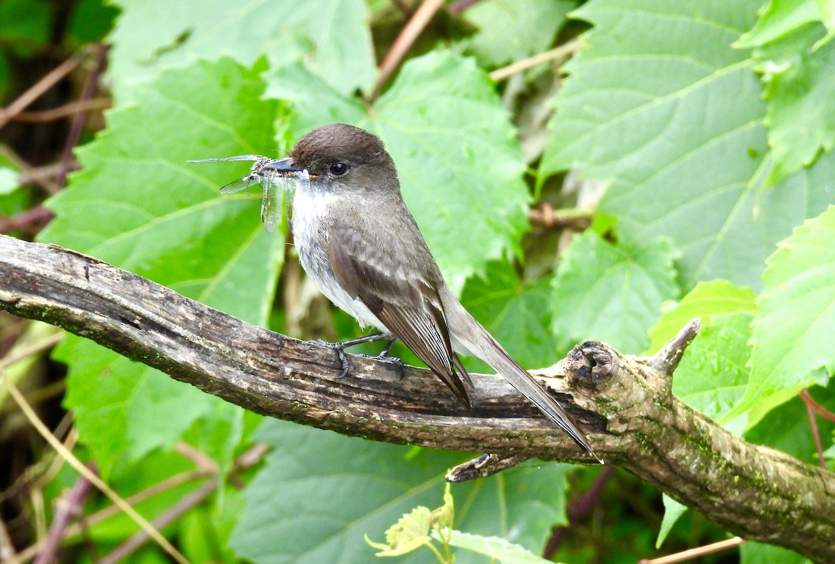 Eastern Phoebe - ML620517668